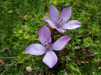 Gentianella cerastioides, photographed by sandy-espinozaf