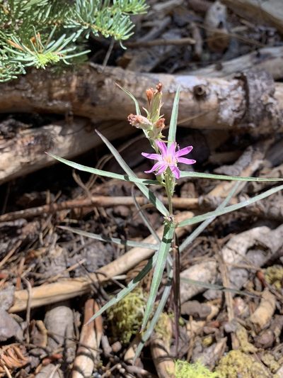 Stephanomeria lactucina, photographed by Leah Gardner