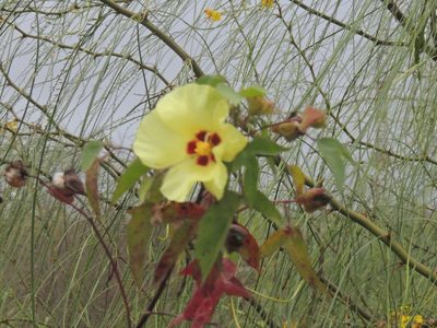 Gossypium darwinii, photographed by Victor E. Chocho