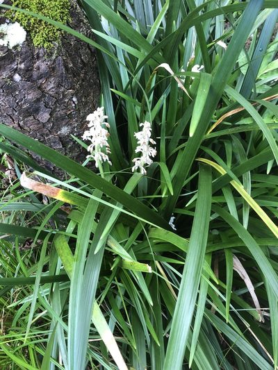 Ophiopogon jaburan, photographed by Takaaki Hattori