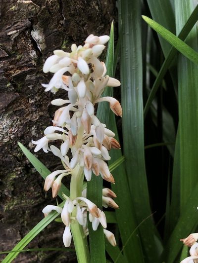Ophiopogon jaburan, photographed by Takaaki Hattori