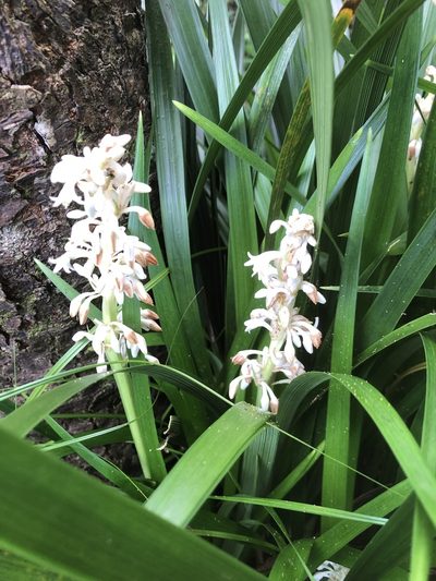 Ophiopogon jaburan, photographed by Takaaki Hattori