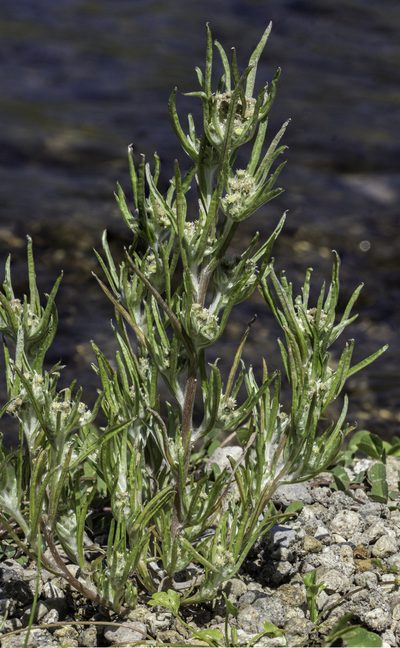 Gnaphalium exilifolium, photographed by Craig Martin