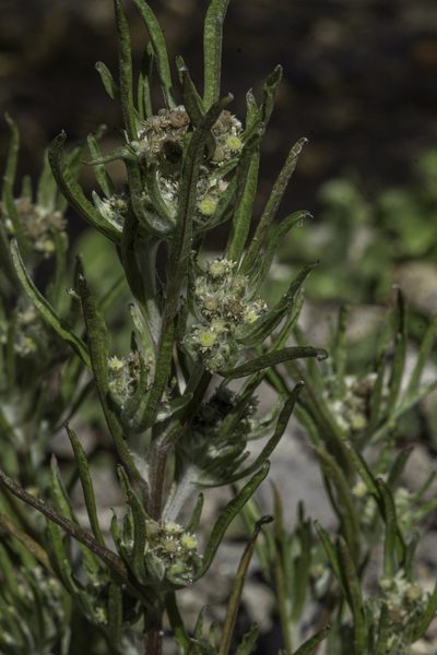 Gnaphalium exilifolium, photographed by Craig Martin