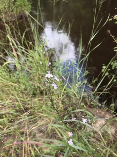 Lobelia canbyi, photographed by Bonnie Semmling