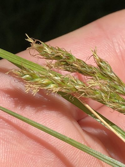 Carex occidentalis, photographed by Jared Shorma