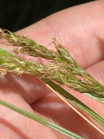 Carex occidentalis, photographed by Jared Shorma