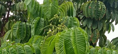 Pometia pinnata, photographed by Ong Jyh Seng