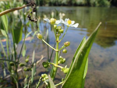 Sagittaria sanfordii, photographed by Scott Yarger