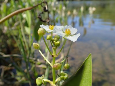 Sagittaria sanfordii, photographed by Scott Yarger