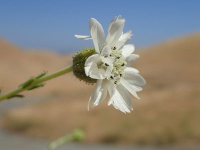Blepharizonia plumosa, photographed by Scott Yarger