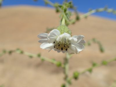 Blepharizonia plumosa, photographed by Scott Yarger