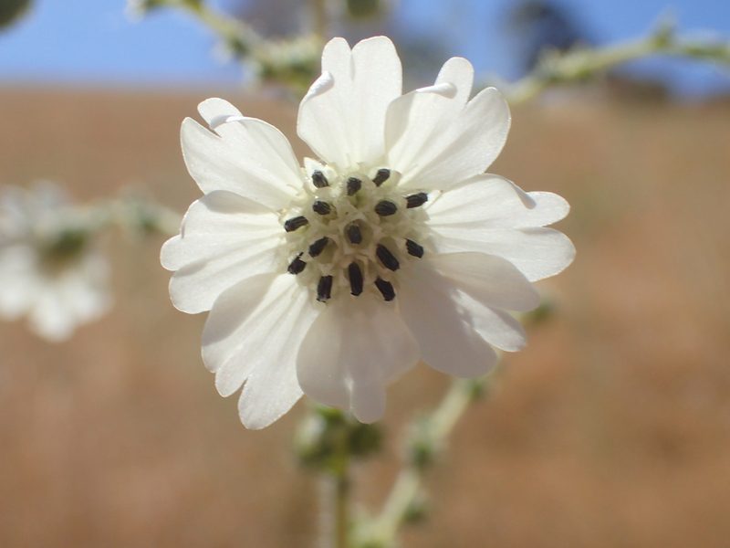 Blepharizonia plumosa, photographed by Scott Yarger