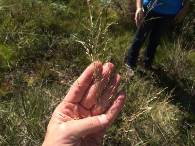 Sporobolus rigidus, photographed by Derek