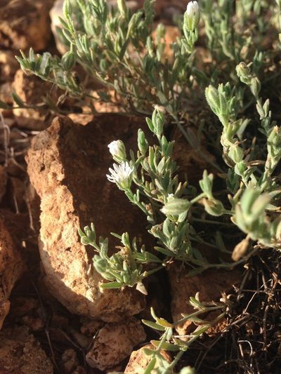 Drymaria arenarioides, photographed by Oscar C. González Martínez