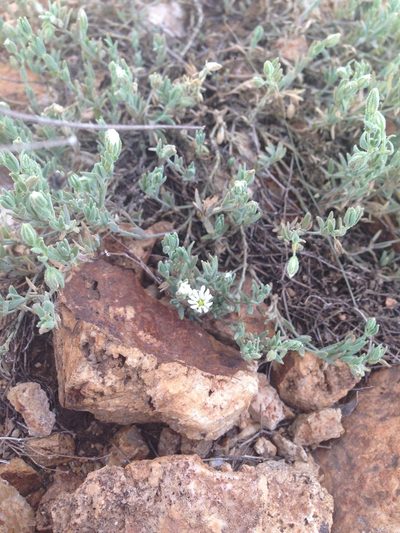 Drymaria arenarioides, photographed by Oscar C. González Martínez