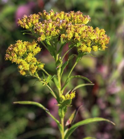 Solidago riddellii, photographed by aarongunnar