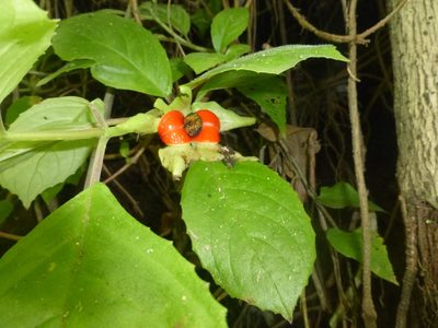 Drymonia serrulata, photographed by geralg