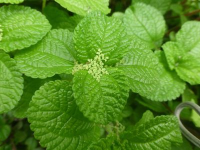Pilea nummulariifolia, photographed by geralg