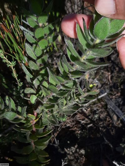 Mimetes palustris, photographed by Chris Vynbos
