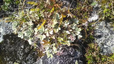 Potentilla divina, photographed by Михаил Орлов