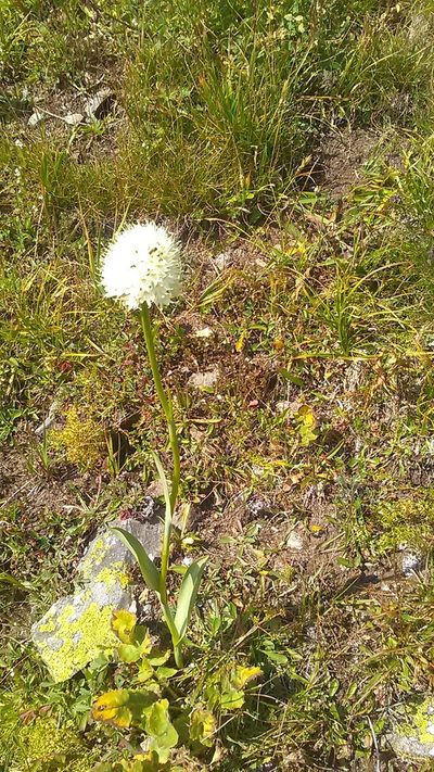 Traunsteinera sphaerica, photographed by Михаил Орлов