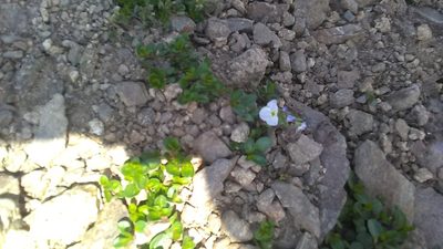 Veronica telephiifolia, photographed by Михаил Орлов