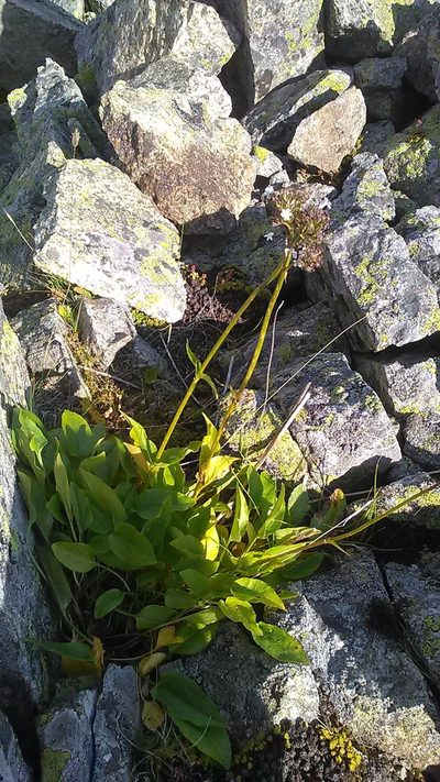 Valeriana alpestris, photographed by Михаил Орлов