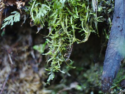 Catagonium nitens, photographed by Paul Bell-Butler