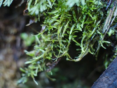 Catagonium nitens, photographed by Paul Bell-Butler