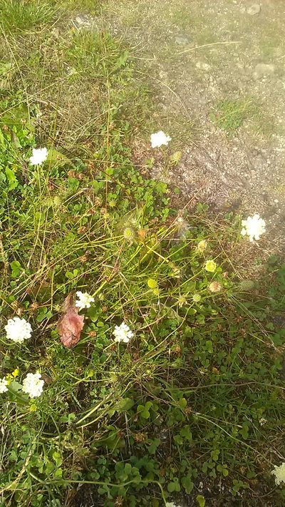 Scabiosa bipinnata, photographed by Михаил Орлов