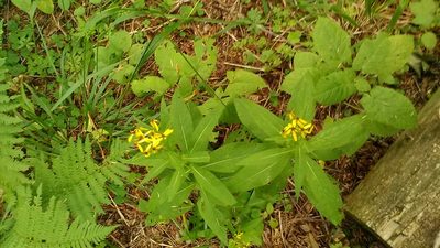 Senecio propinquus, photographed by Михаил Орлов
