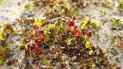 Gemmabryum coronatum, photographed by Andrew Thornhill