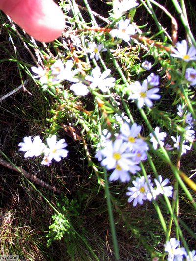 Zyrphelis corymbosa, photographed by Chris Vynbos