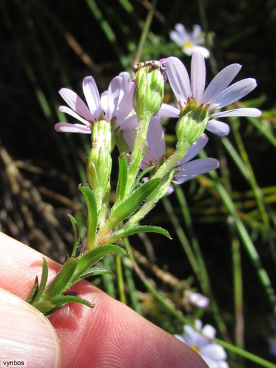 Zyrphelis corymbosa, photographed by Chris Vynbos