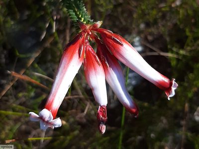 Erica aristata, photographed by Chris Vynbos