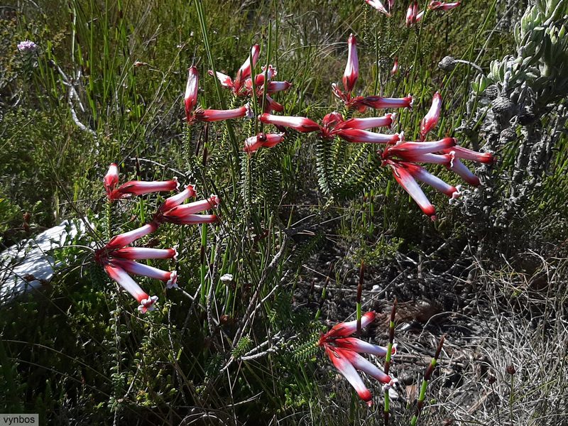 Erica aristata, photographed by Chris Vynbos