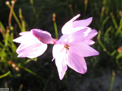 Ixia micrandra, photographed by Chris Vynbos