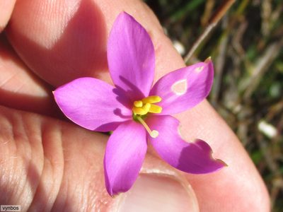Chironia jasminoides, photographed by Chris Vynbos