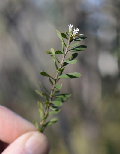 Styphelia mutica, photographed by ronavery