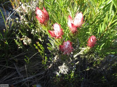 Syncarpha zeyheri, photographed by Chris Vynbos