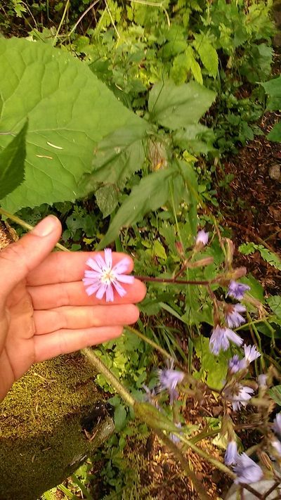 Cicerbita petiolata, photographed by Михаил Орлов