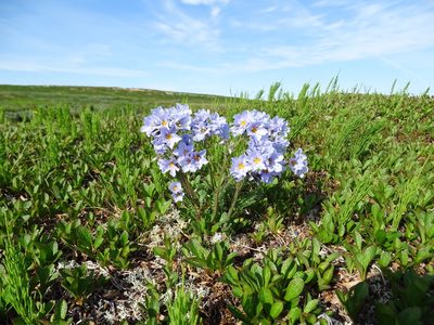 Polemonium boreale, photographed by Полина