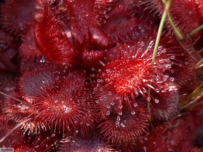 Drosera slackii, photographed by Chris Vynbos