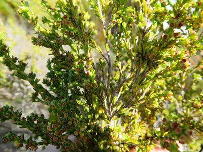 Erica bredasiana, photographed by linkie