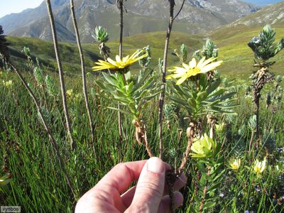 Ursinia eckloniana, photographed by Chris Vynbos