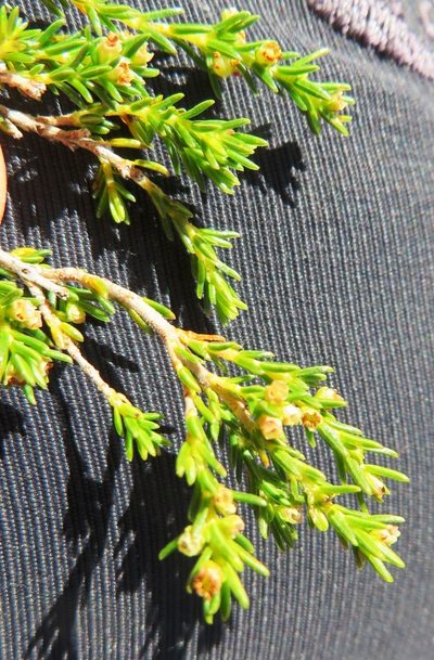 Erica bredasiana, photographed by linkie