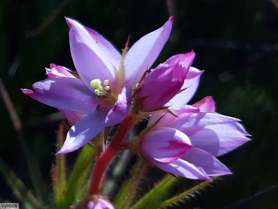 Roridula gorgonias, photographed by Chris Vynbos