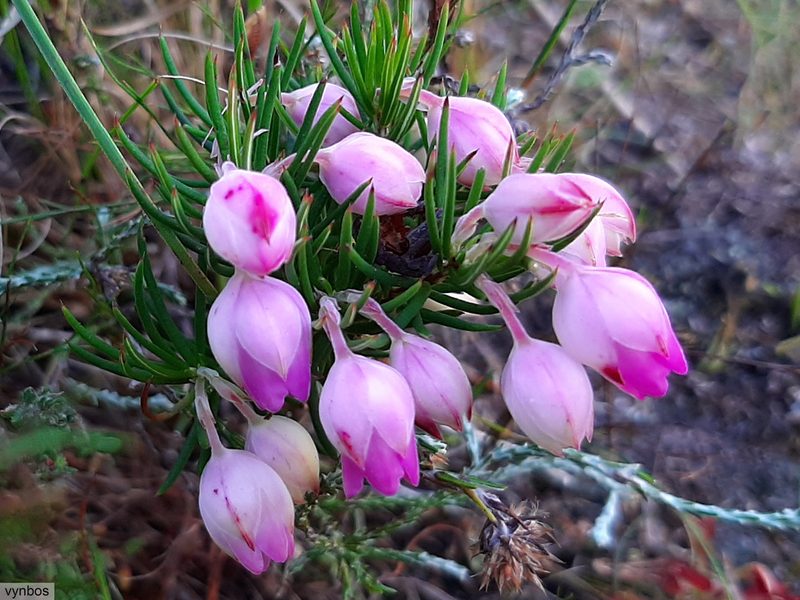 Erica holosericea, photographed by Chris Vynbos