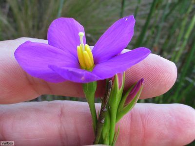 Chironia jasminoides, photographed by Chris Vynbos